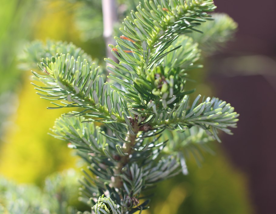 Abies Koreana (пихта корейская) 'Silver Star'