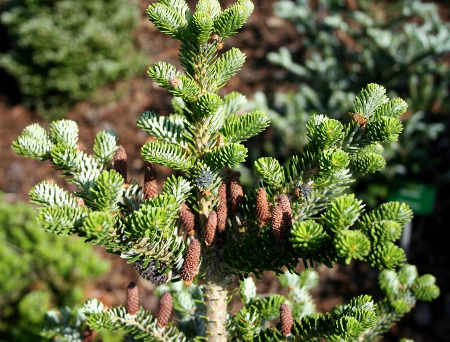 Пихта корейская Оберон