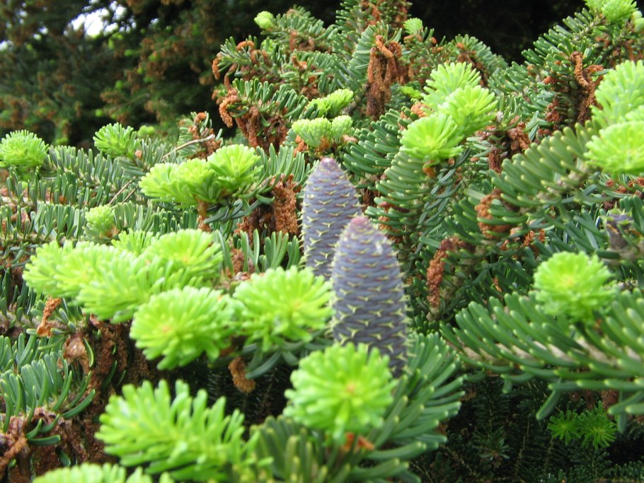 Пихта абиес кореана