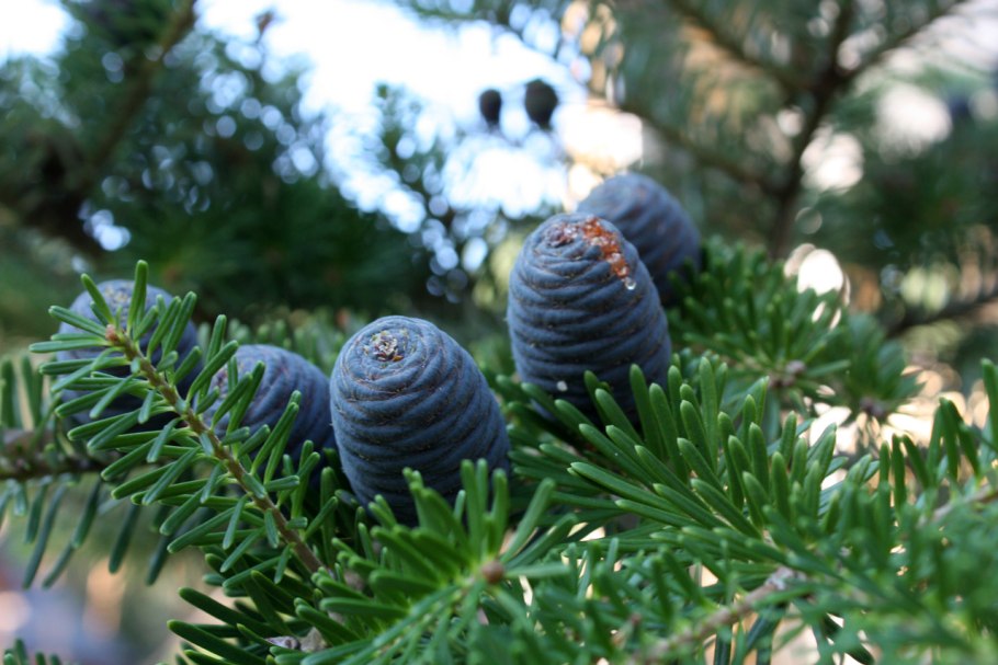 Ель Abies Koreana