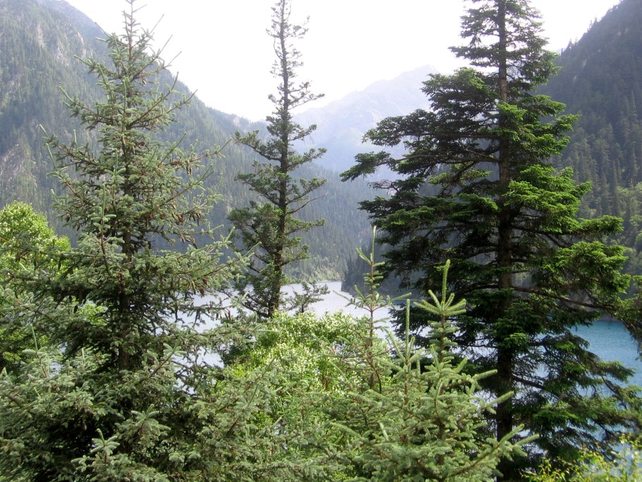 Пихта Кавказская (Abies nordmanniana)