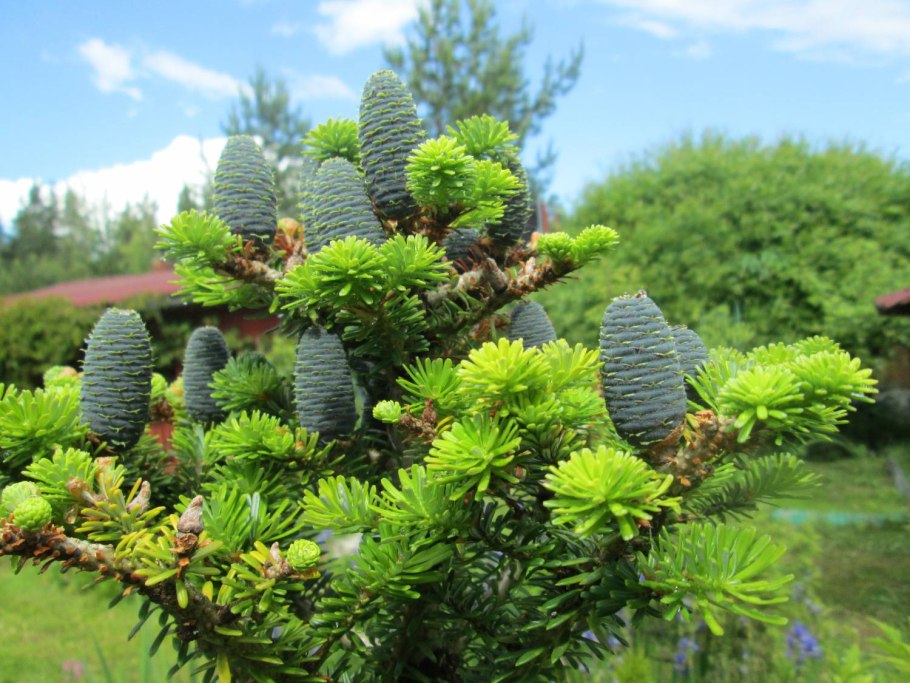 Picea Asperata