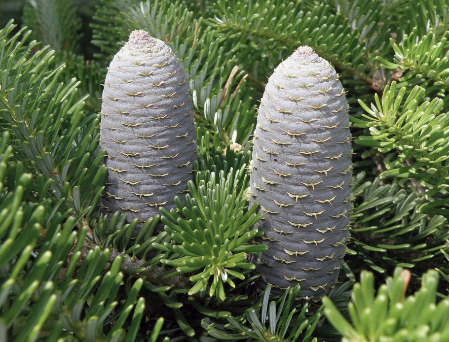 Abies Koreana Golden Glow