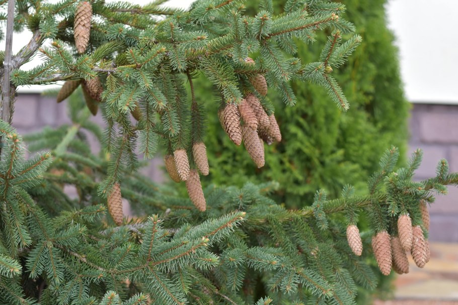 Пихта корейская (р9)