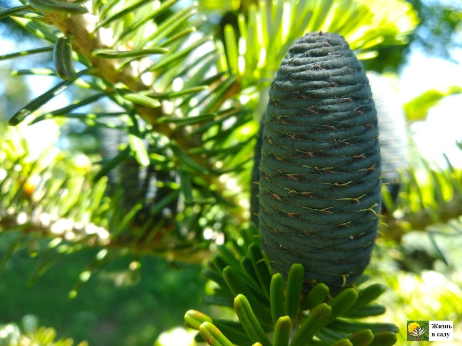 Пихта Нордмана шишки