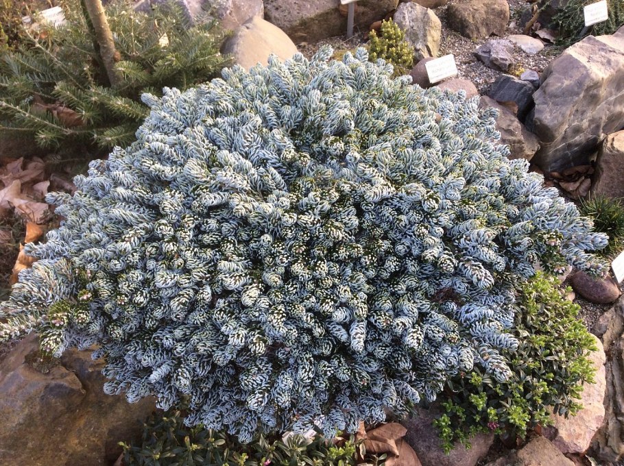 Пихта Геншин