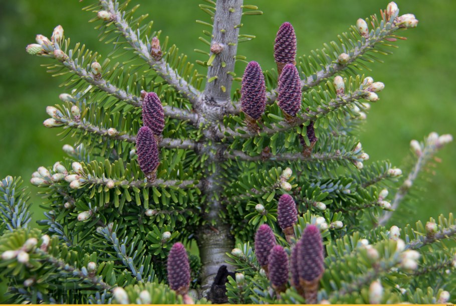 Пихта Фразера