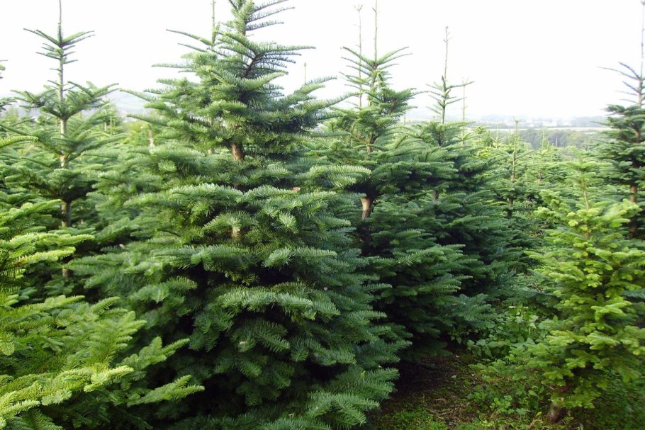 Пихта белая Abies Alba