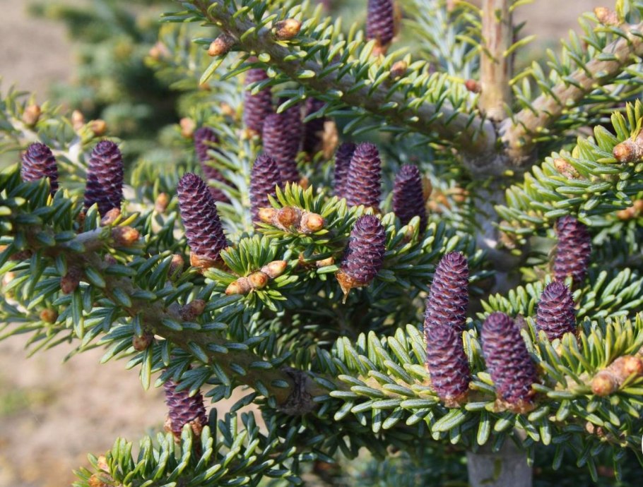 Пихта великолепная Сибирская