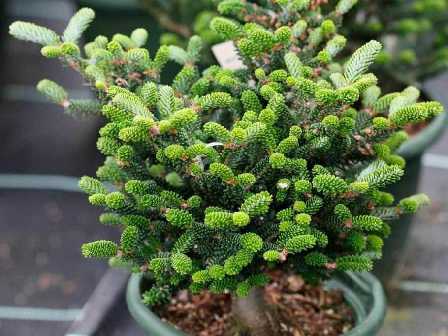 Пихта корейская Veredlung