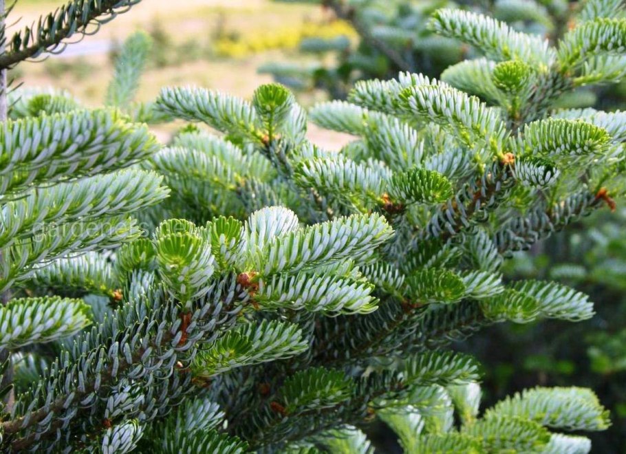 Пихта белокорая шишки