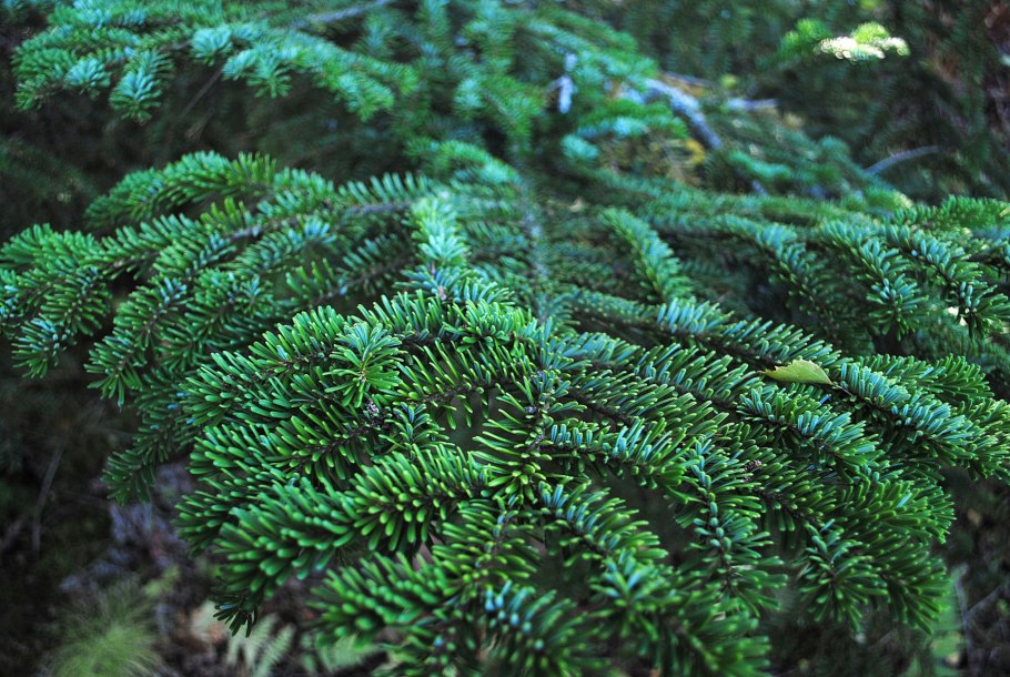 Пихта фразера (abies fraseri)