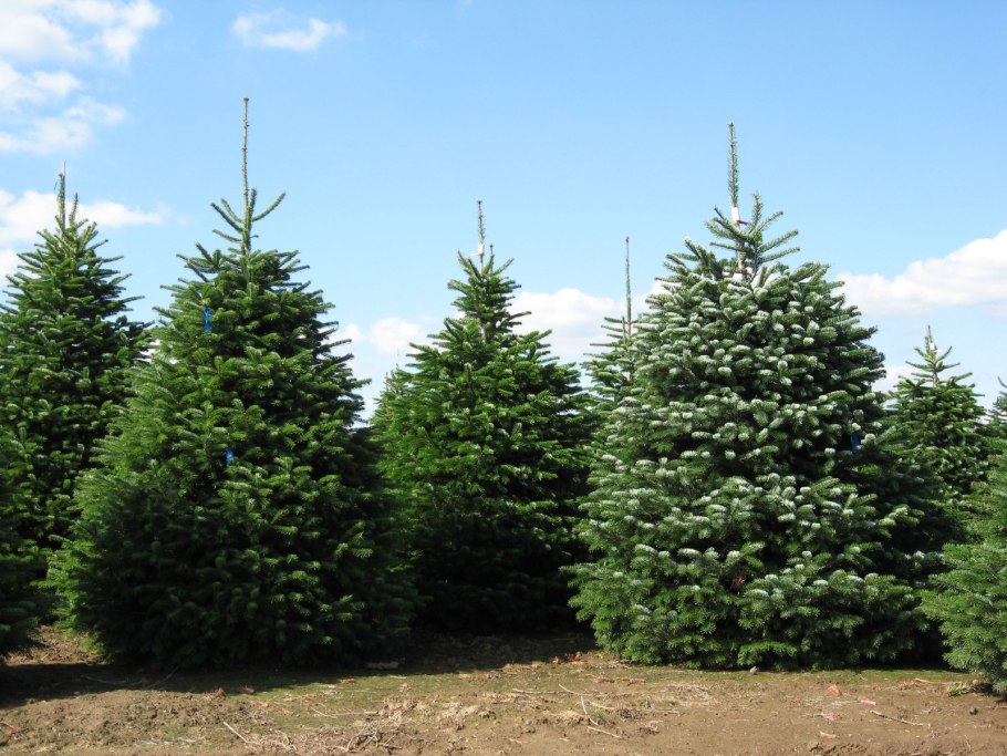Ель Abies Koreana