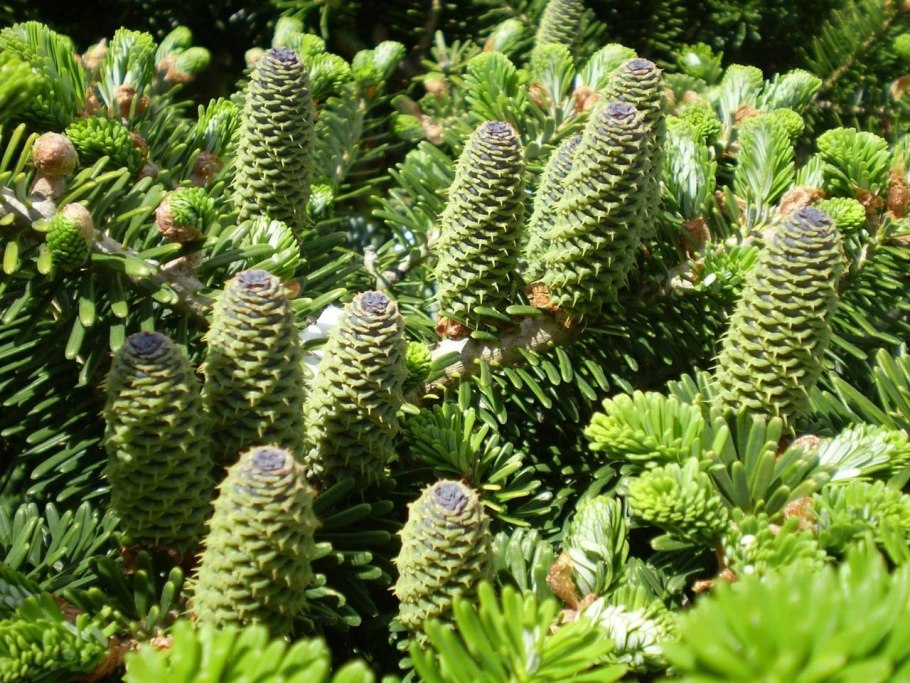 Пихта Абиес Кореана