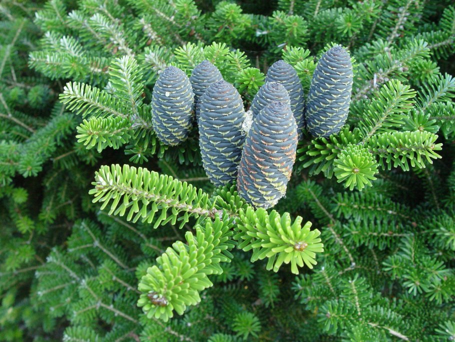 Пихта Сибирская Сильберлок