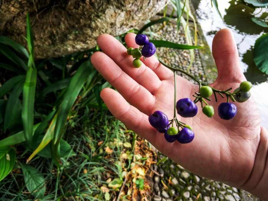 Vaccinium срезка