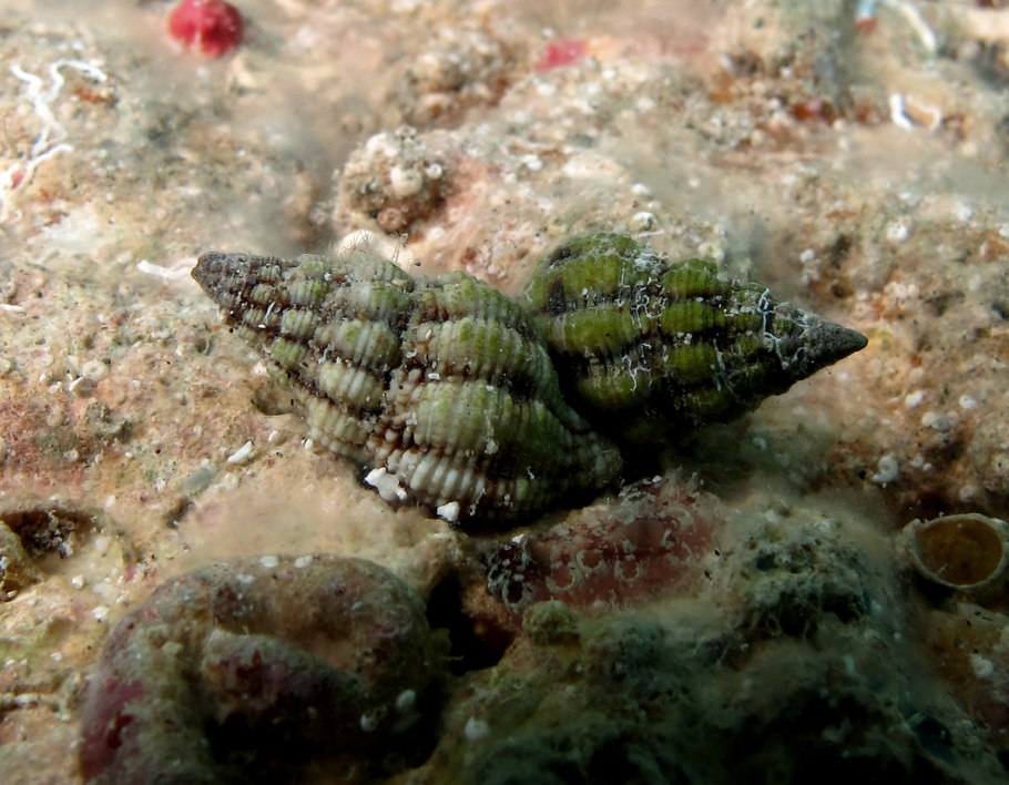 Dyakia (gastropod)