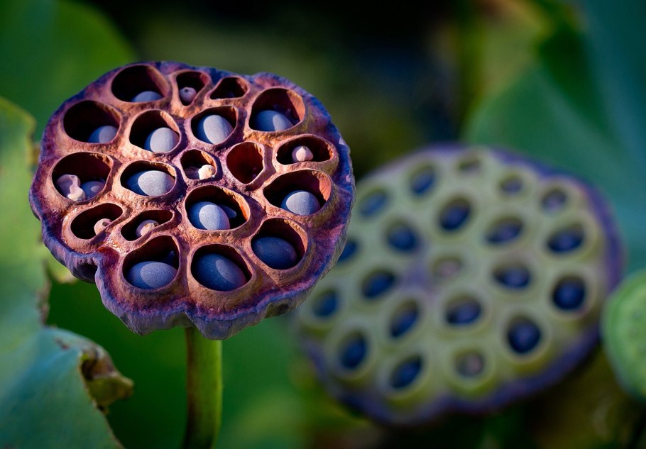 Новозеландский зеленый губчатый моллюск