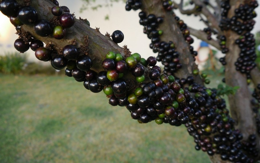 Pollia condensata фото