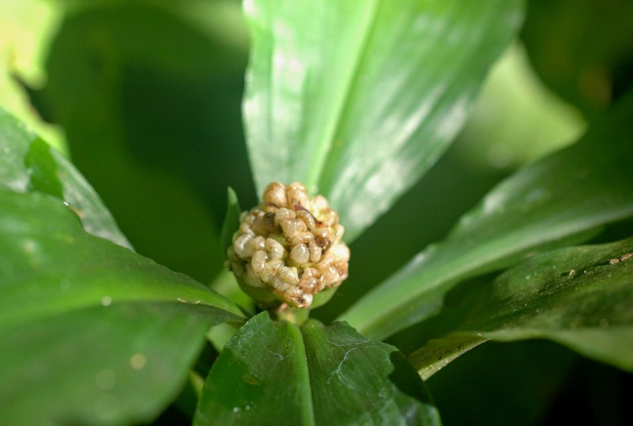 Голубой орех