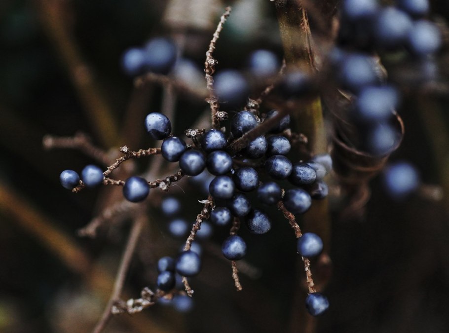 Margaritaria Nobilis