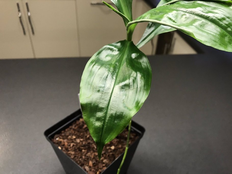 Африканские ягоды с названием