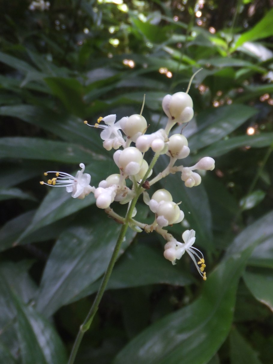 Орхидея необычные