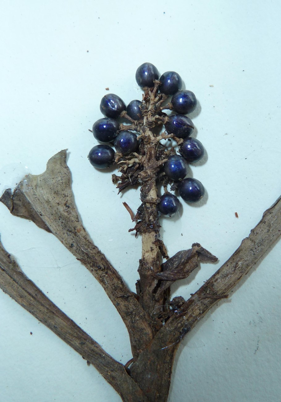 Необычные съедобные ягоды