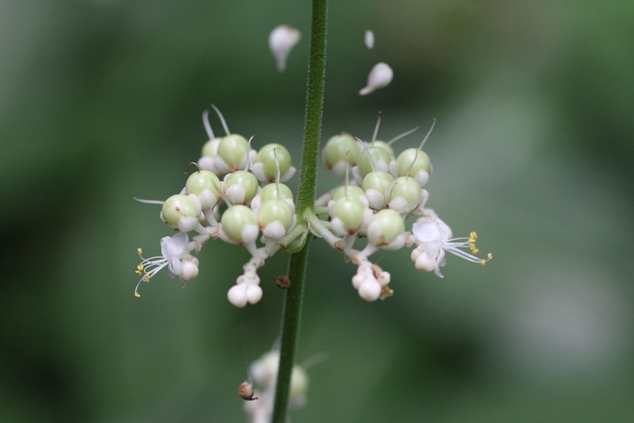 Африканская ягода Pollia condensata