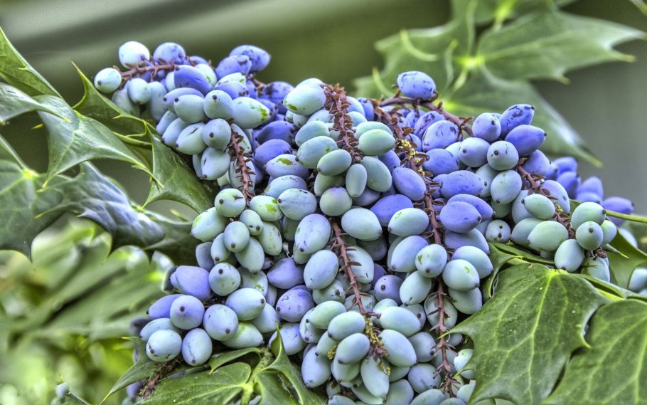 Свидина белая ягоды