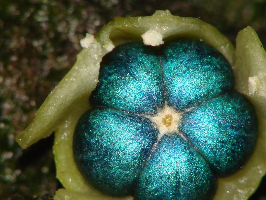 ПОЛЛИЯ конденсата