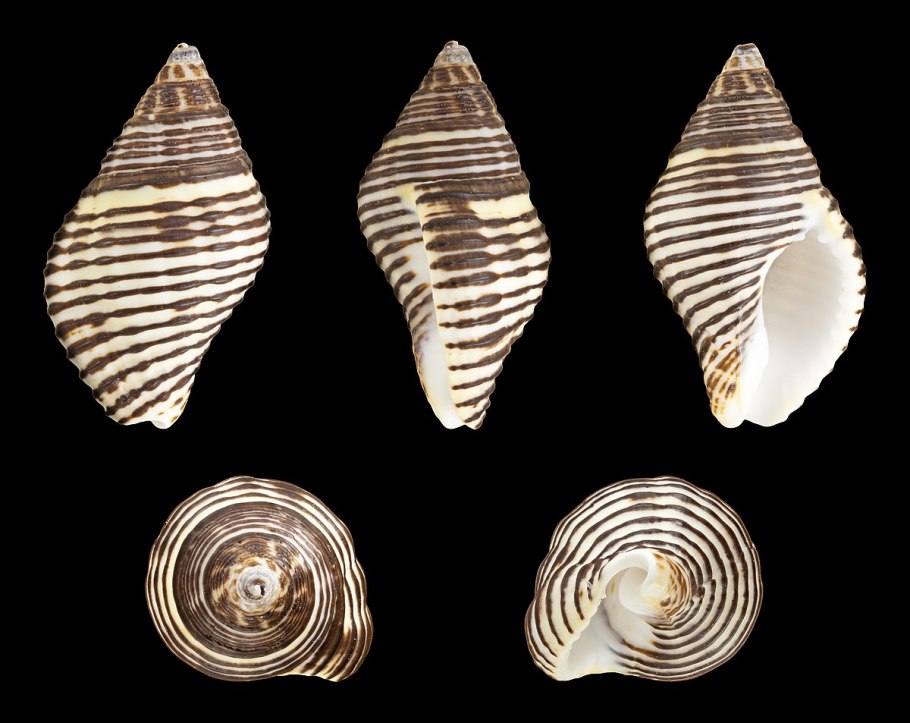 Цветок из Африки домашний