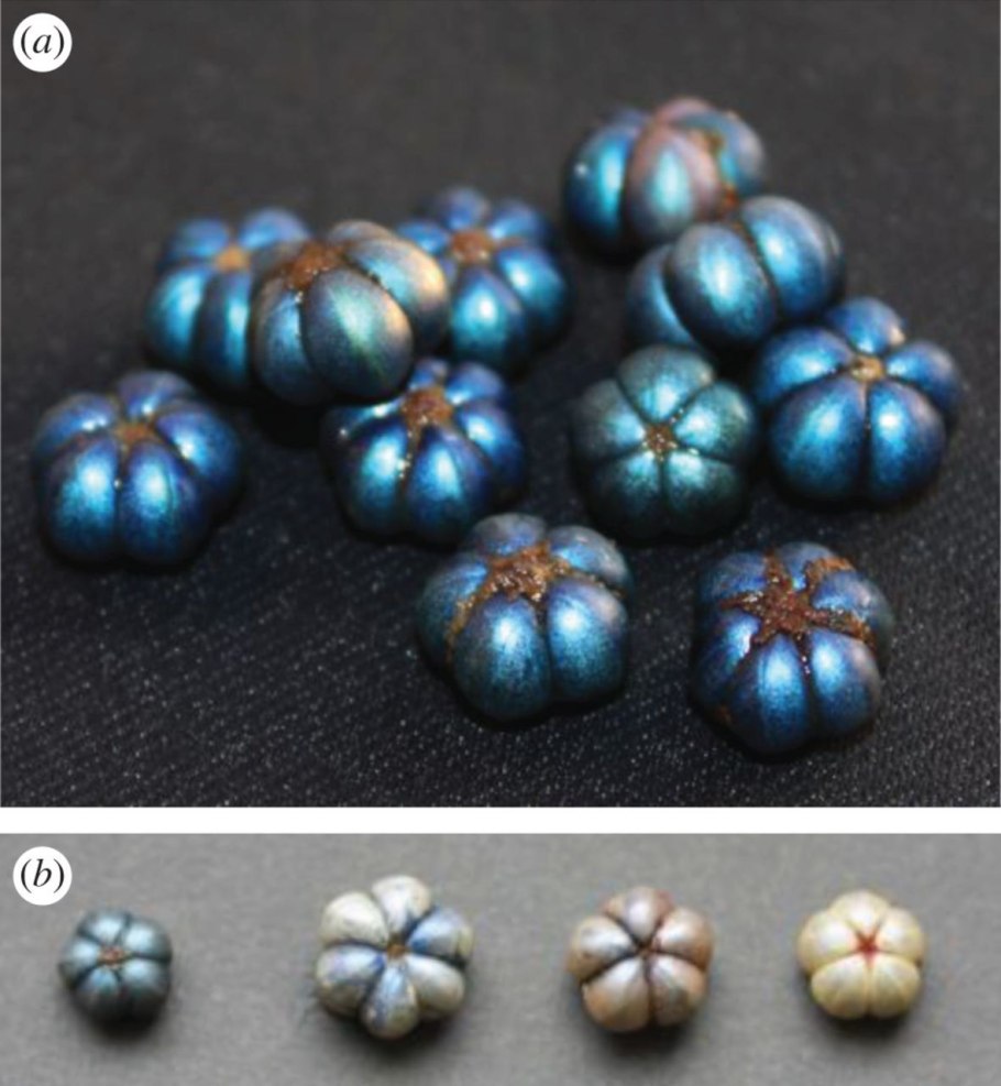 Ягоды голубого цвета