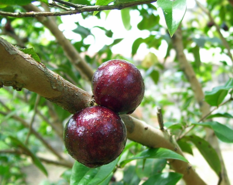 Джаботикаба фрукт