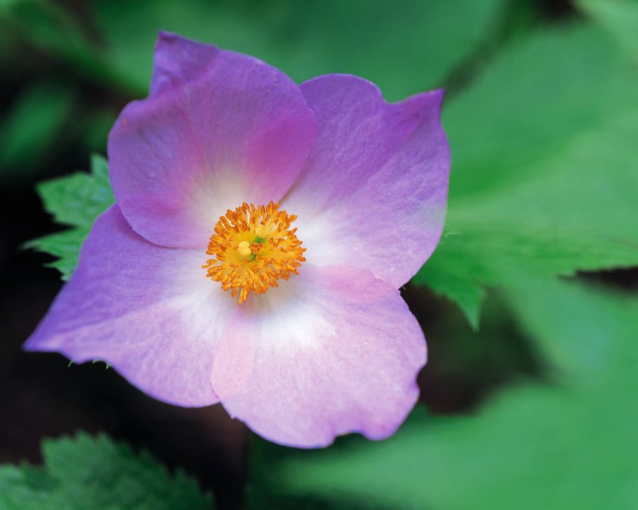 Glaucidium palmatum