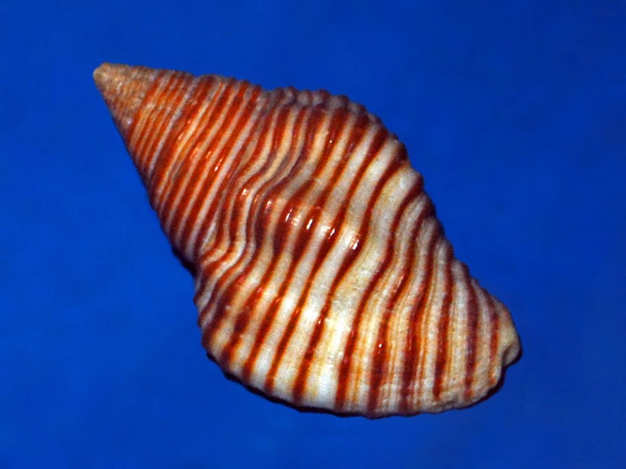 Pollia condensata внутри