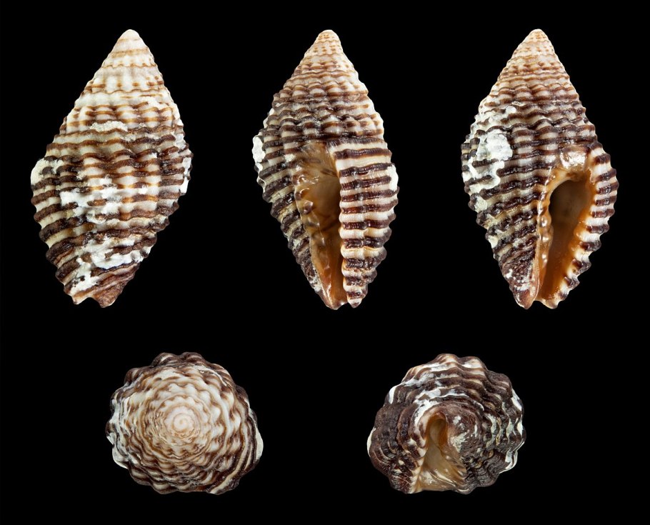 Пассифлора инкарната