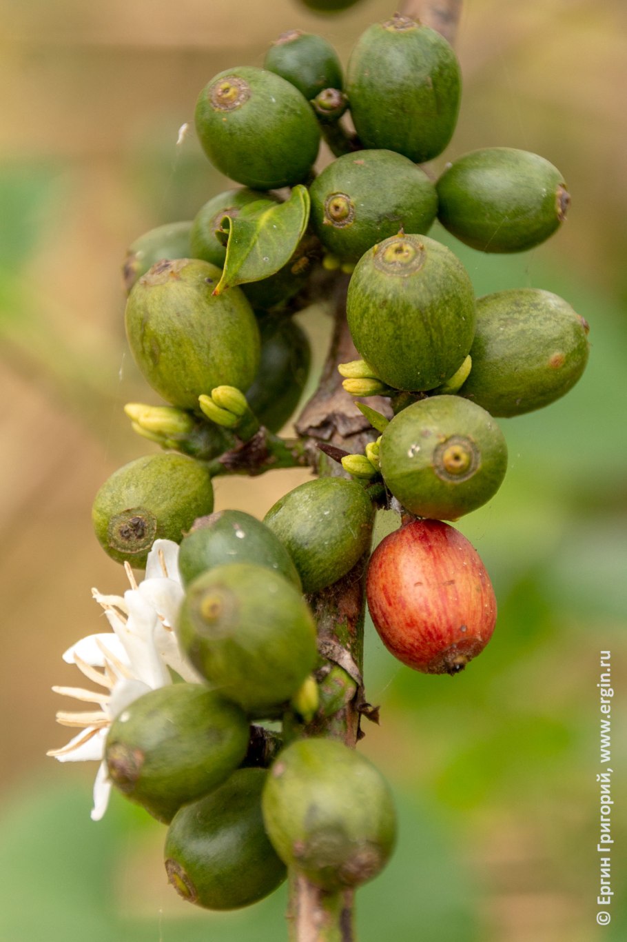 Гастроподы строение скелета