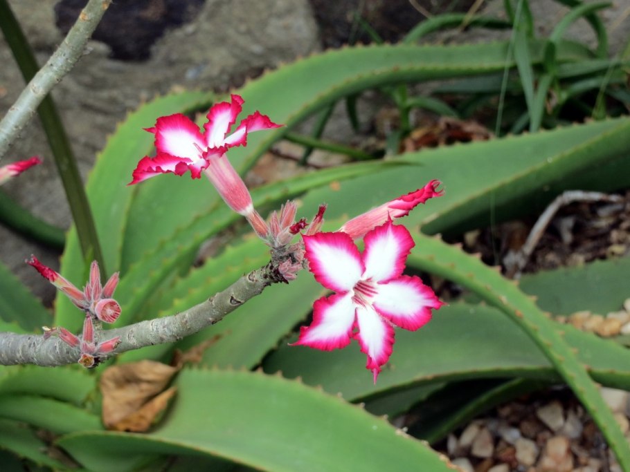 Adenium multiflorum