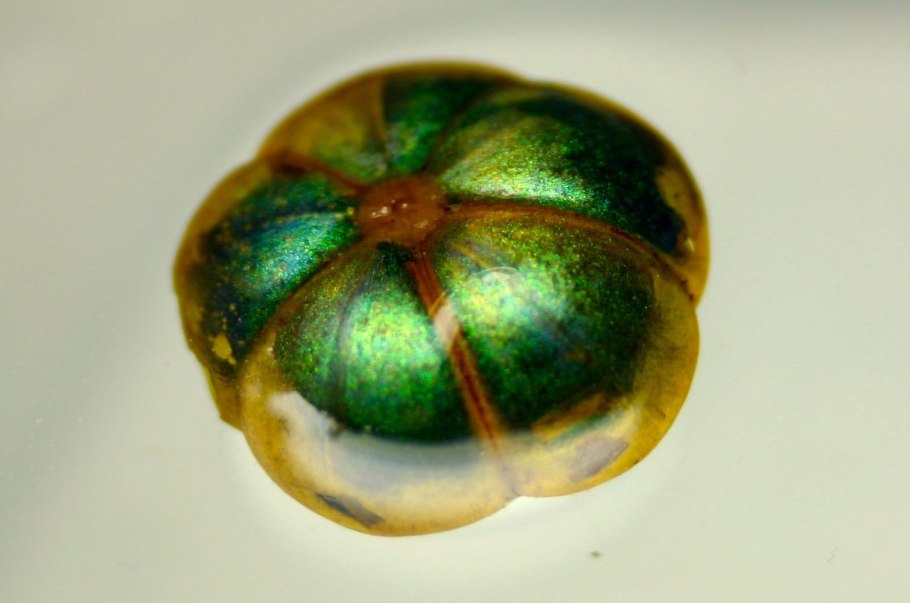 Анейлема Джонстона растение