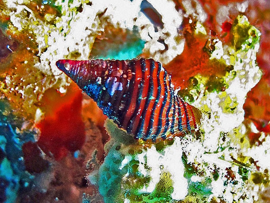 Срезанные цветы редкие