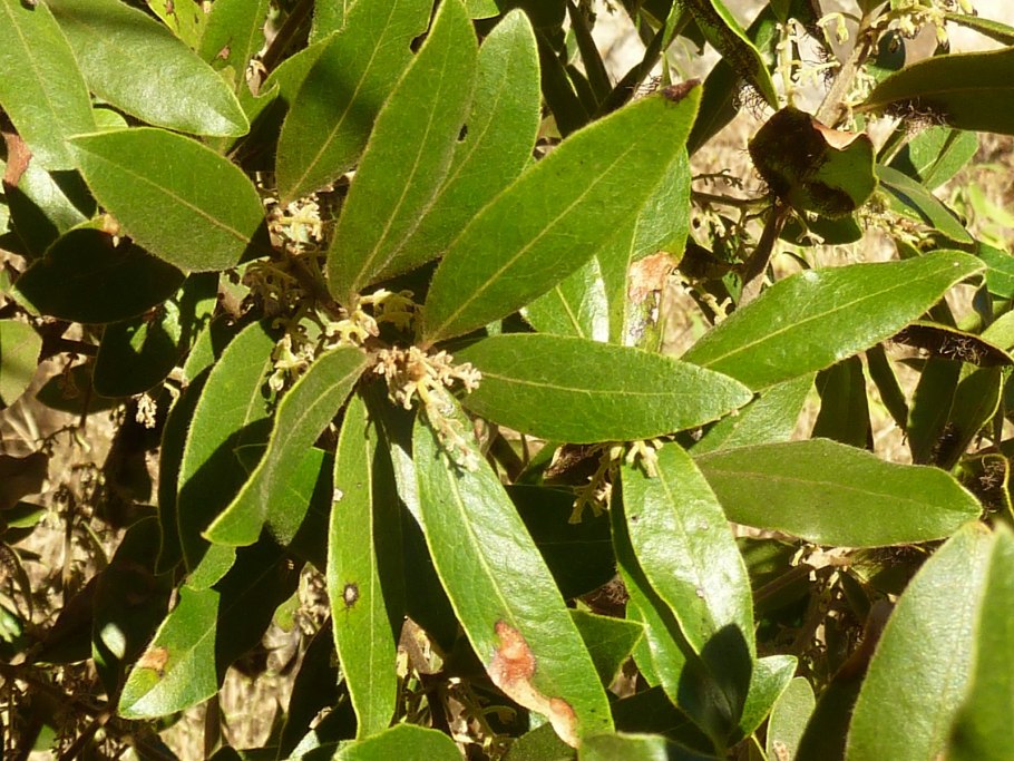 Coleotrype natalensis