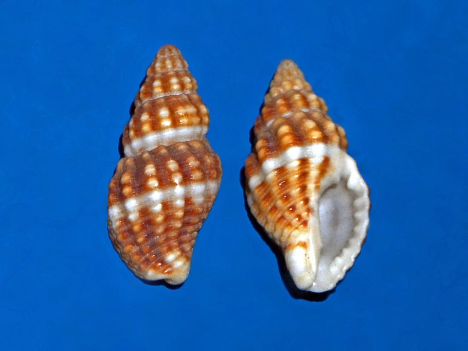 Растение похожее на виноград