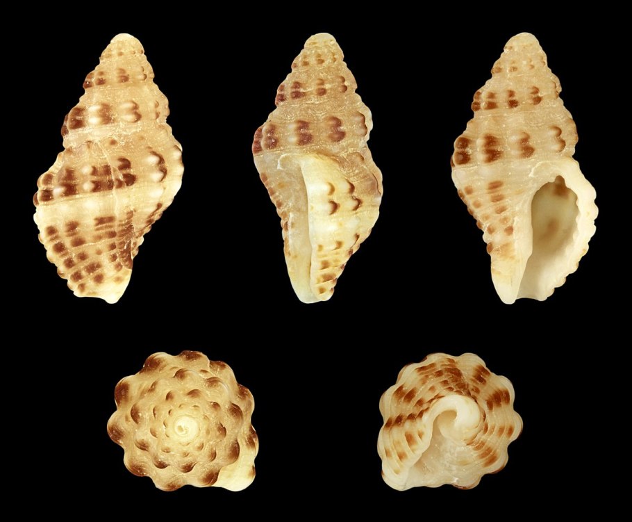 Chicoreus virgineus