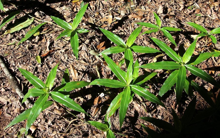 Африканские ягоды