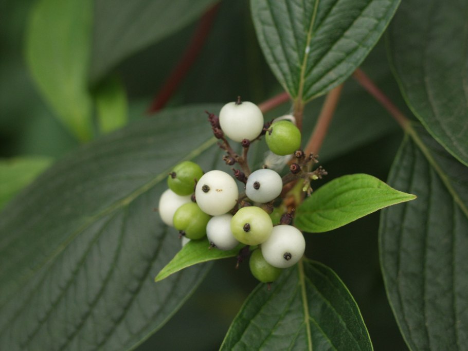 Дерен снежноягодник