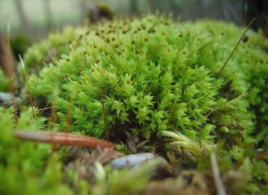 Бриевые мхи