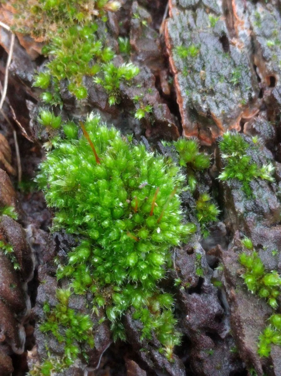 Бриевые мхи листостебельные