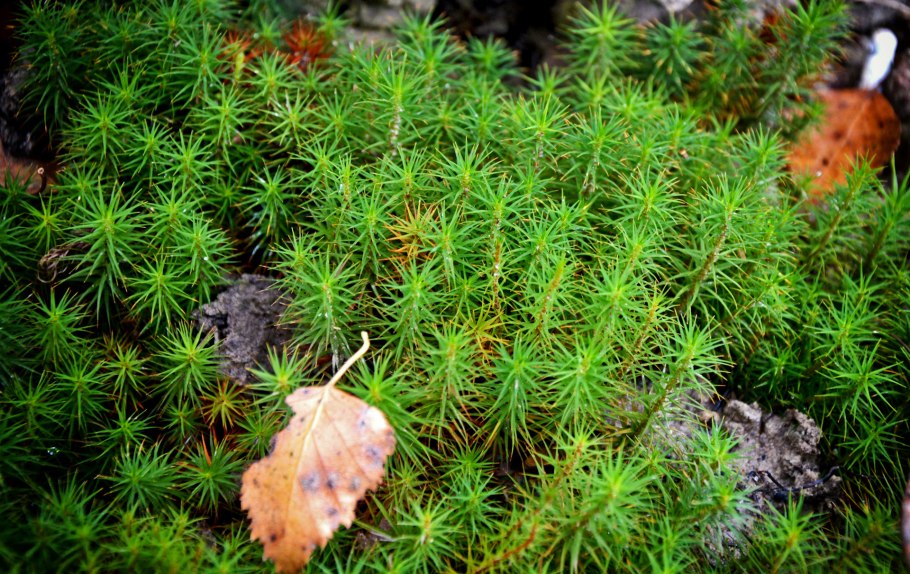 Листостебельные мхи