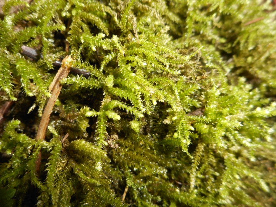 Сфагнум листостебельный
